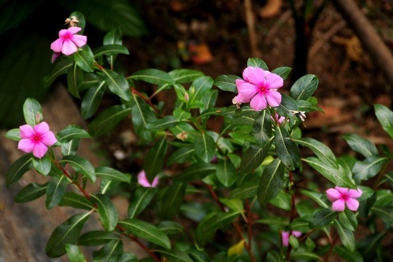 Sai Sneh Holidays Cottage Alibag Exterior foto